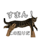 猫すちゃピッピ（個別スタンプ：5）