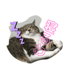 猫すちゃピッピ（個別スタンプ：7）