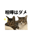 猫すちゃピッピ（個別スタンプ：8）