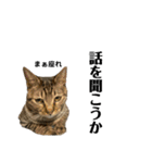 猫すちゃピッピ（個別スタンプ：9）