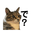 猫すちゃピッピ（個別スタンプ：10）