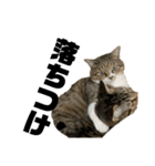 猫すちゃピッピ（個別スタンプ：13）