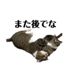 猫すちゃピッピ（個別スタンプ：16）
