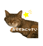 猫のみゆちゃんスタンプ1（個別スタンプ：7）