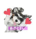 ミニチュアシュナウザーのわらび②（個別スタンプ：2）