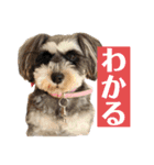 ミニチュアシュナウザーのわらび②（個別スタンプ：7）