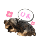 ミニチュアシュナウザーのわらび②（個別スタンプ：8）