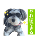 ミニチュアシュナウザーのわらび②（個別スタンプ：16）