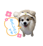 ポメラニアンのくぅーちゃん / Part1（個別スタンプ：3）