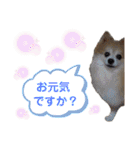 ポメラニアンのくぅーちゃん / Part1（個別スタンプ：4）
