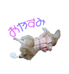 ポメラニアンのくぅーちゃん / Part1（個別スタンプ：5）