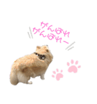 ポメラニアンのくぅーちゃん / Part1（個別スタンプ：15）