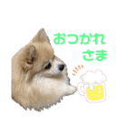 ポメラニアンのくぅーちゃん / Part1（個別スタンプ：16）