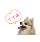 ポメラニアンのくぅーちゃん / Part1（個別スタンプ：20）