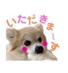 ポメラニアンのくぅーちゃん / Part1（個別スタンプ：26）