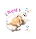 ポメラニアンのくぅーちゃん / Part1（個別スタンプ：29）