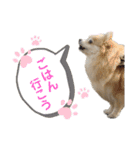 ポメラニアンのくぅーちゃん / Part1（個別スタンプ：30）