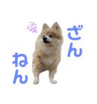 ポメラニアンのくぅーちゃん / Part1（個別スタンプ：31）
