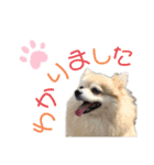 ポメラニアンのくぅーちゃん / Part1（個別スタンプ：32）