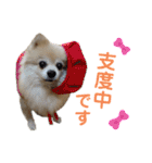ポメラニアンのくぅーちゃん / Part1（個別スタンプ：34）