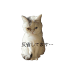 テンちゃん❗️1（個別スタンプ：4）