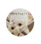 テンちゃん❗️1（個別スタンプ：5）