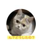 テンちゃん❗️1（個別スタンプ：7）