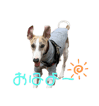 Tito.20（個別スタンプ：9）