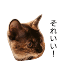猫deご挨拶2（個別スタンプ：2）