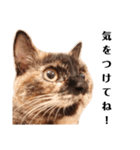 猫deご挨拶2（個別スタンプ：3）
