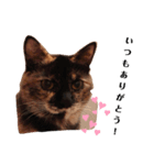 猫deご挨拶2（個別スタンプ：4）