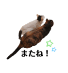 猫deご挨拶2（個別スタンプ：7）