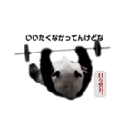 巨大熊猫の日々（個別スタンプ：1）