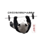 巨大熊猫の日々（個別スタンプ：2）