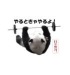 巨大熊猫の日々（個別スタンプ：3）