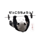 巨大熊猫の日々（個別スタンプ：5）