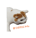 まんまるまるにゃん（個別スタンプ：3）