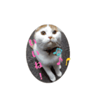 まんまるまるにゃん（個別スタンプ：9）