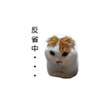 まんまるまるにゃん（個別スタンプ：13）