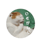 まんまるまるにゃん（個別スタンプ：14）