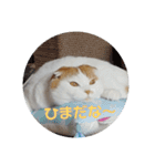 まんまるまるにゃん（個別スタンプ：15）