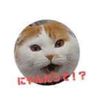 まんまるまるにゃん（個別スタンプ：17）