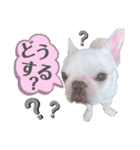 ペッパーくん2@フレンチブルドック（個別スタンプ：16）