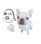 ペッパーくん2@フレンチブルドック（個別スタンプ：18）