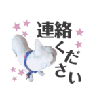 ペッパーくん2@フレンチブルドック（個別スタンプ：20）