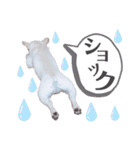 ペッパーくん2@フレンチブルドック（個別スタンプ：24）