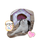 武居familiar4（個別スタンプ：6）