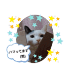 武居familiar4（個別スタンプ：8）