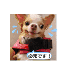 武居familiar4（個別スタンプ：9）