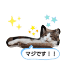 武居familiar4（個別スタンプ：34）